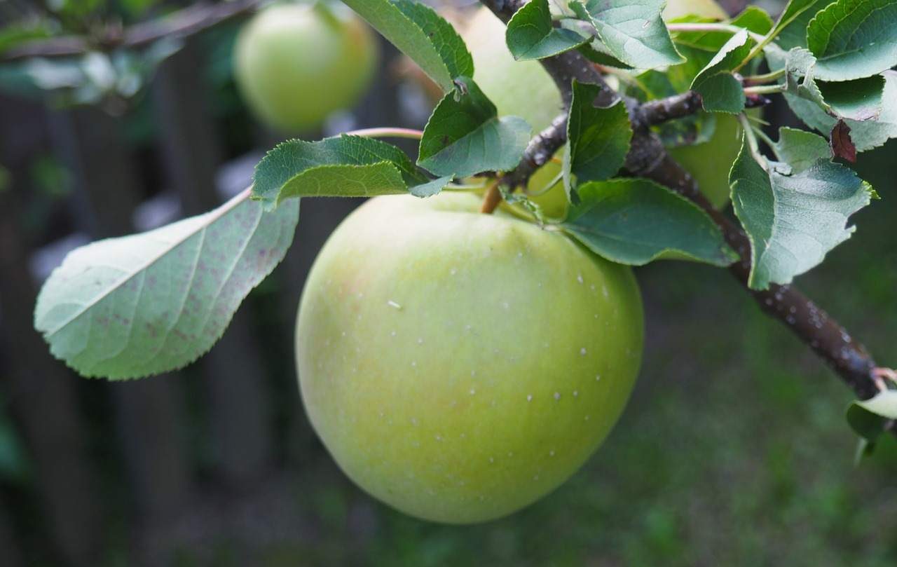  Granny Smith Apple Nutrition Benefits Calories 
