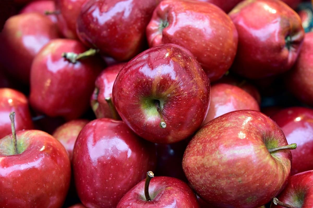  Apple Fruit in USA; Firm Antioxidants Vitamin C Dietary Fiber 