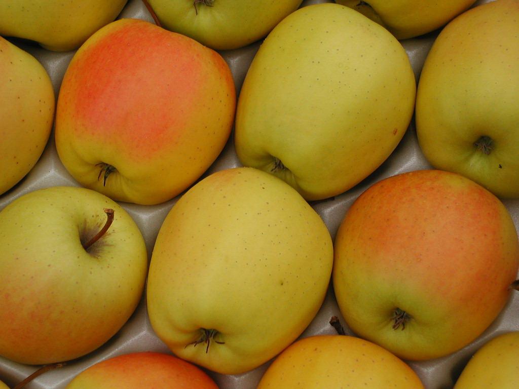 Buy European apple fruit + great price 
