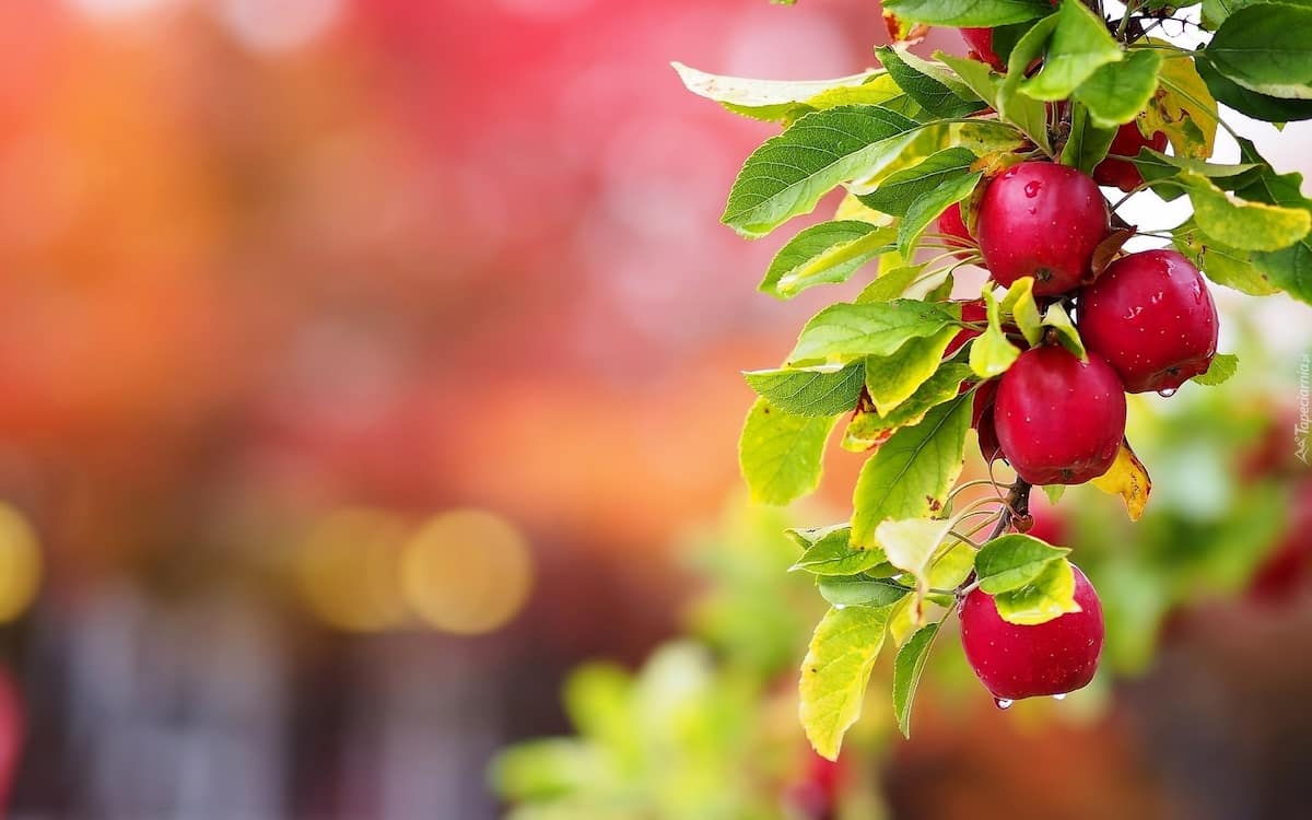  Fuji and gala apples Purchase Price + User Guide 