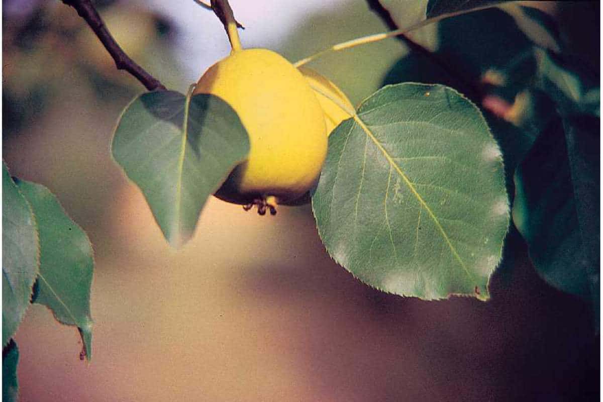  golden delicious apple purchase price + quality test 