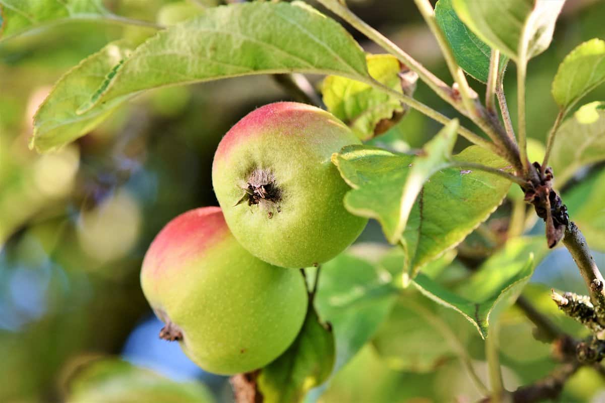  golden delicious apple purchase price + quality test 