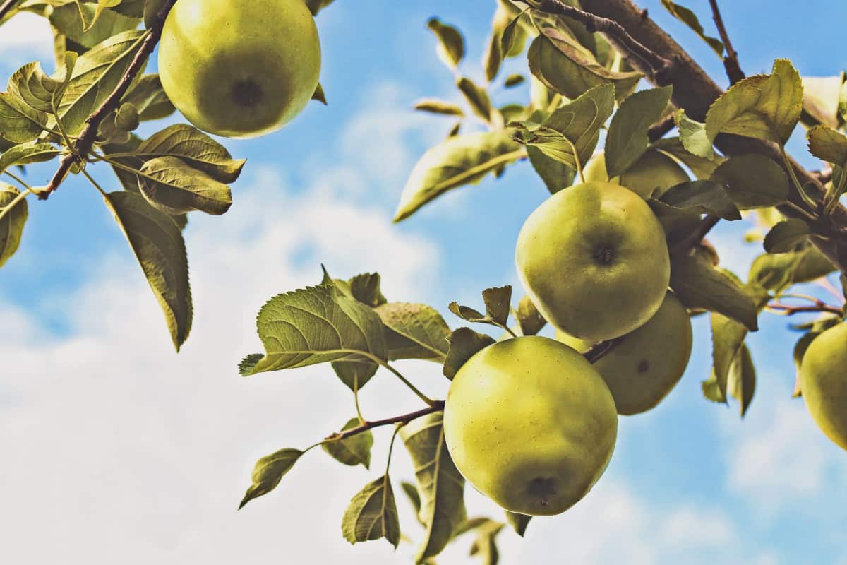  golden delicious apple purchase price + quality test 
