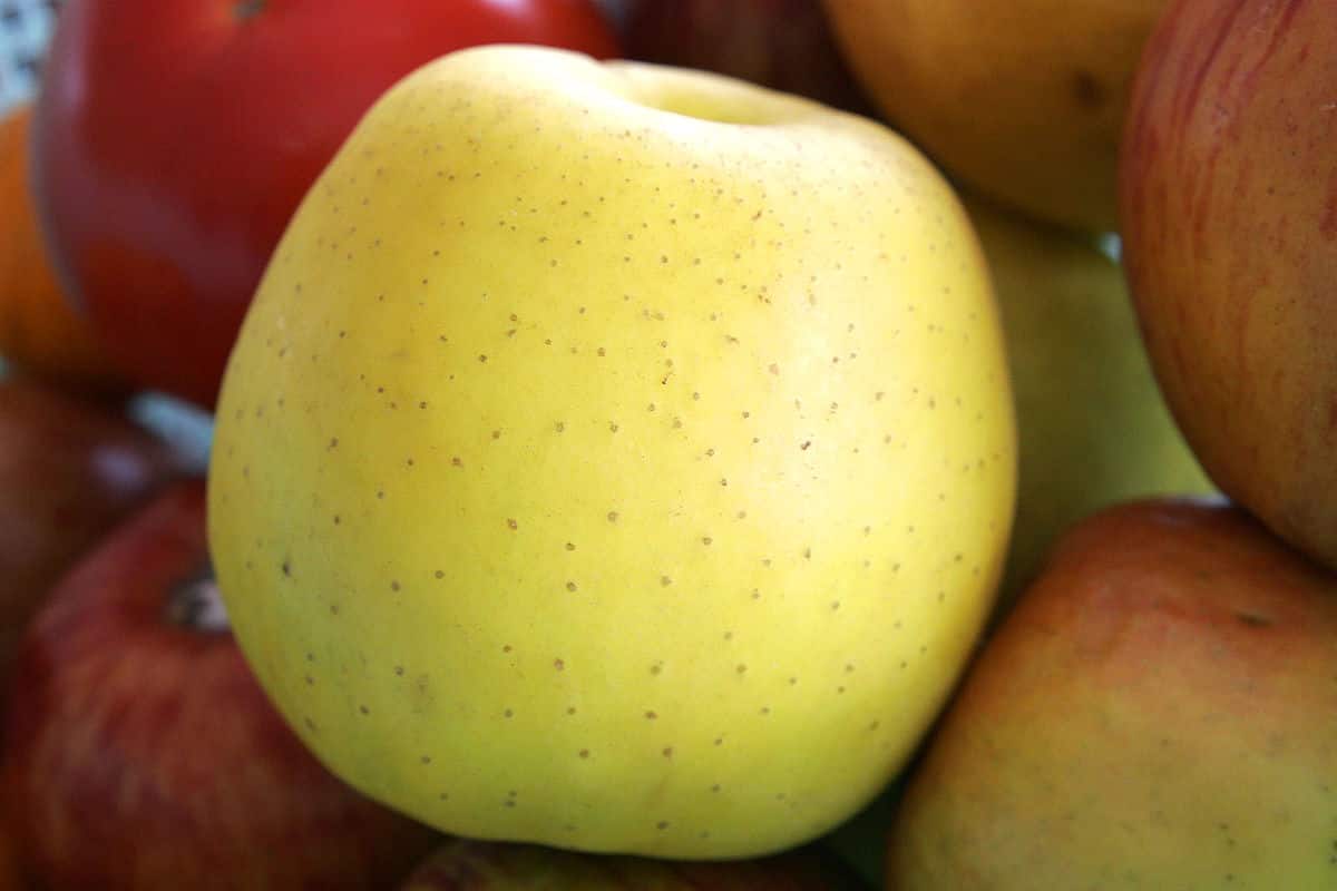  golden delicious apple purchase price + quality test 