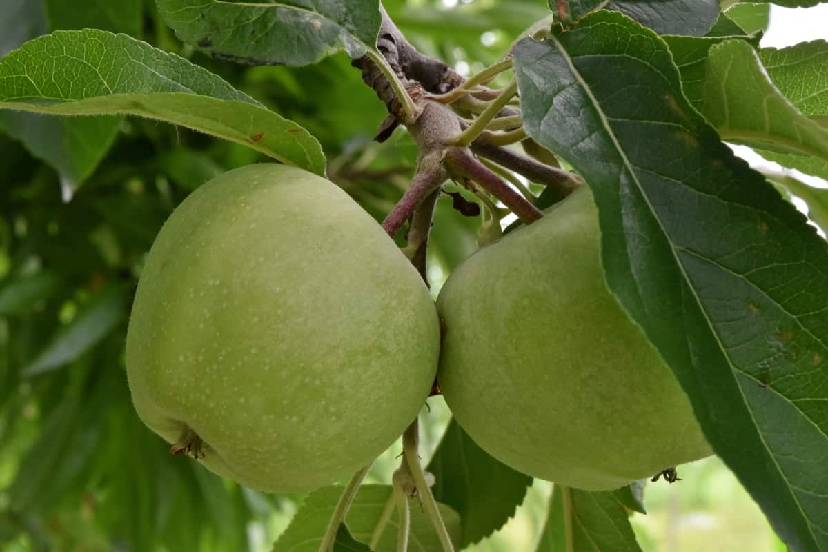  golden delicious apple purchase price + quality test 