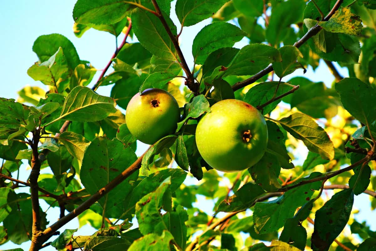  golden delicious apple purchase price + quality test 