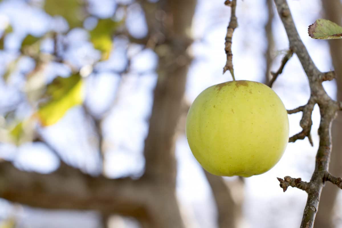  golden delicious apple purchase price + quality test 