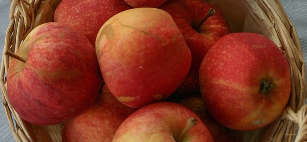  Buy gala apple nutrition facts + Best Price 