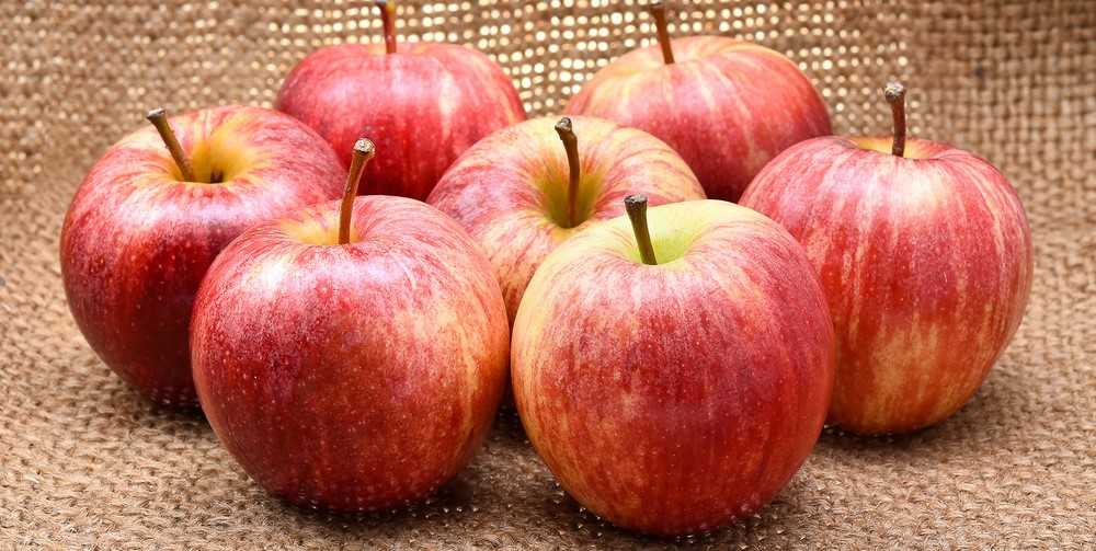  Buy gala apple nutrition facts + Best Price 