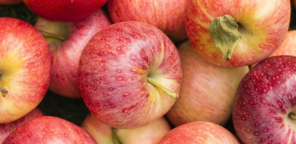  Buy gala apple nutrition facts + Best Price 