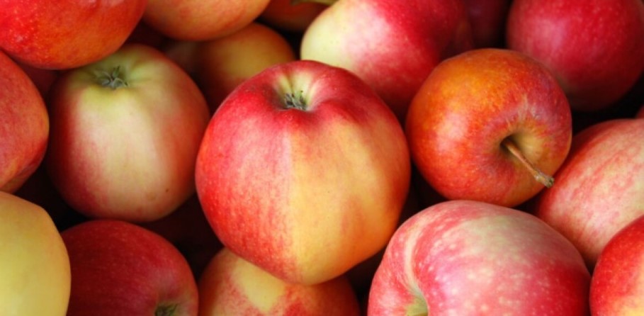  Buy gala apple nutrition facts + Best Price 