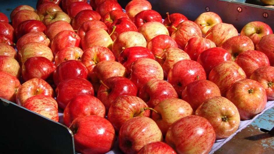  Buy gala apple nutrition facts + Best Price 