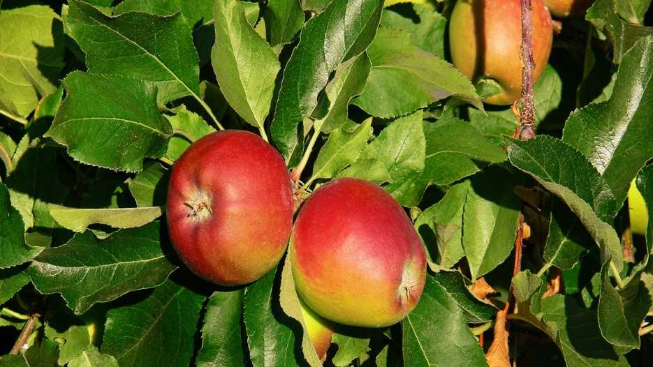  Buy gala apple nutrition facts + Best Price 