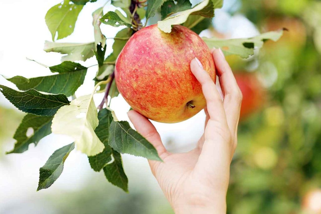  Red Delicious Apple Crisp Use Easy 