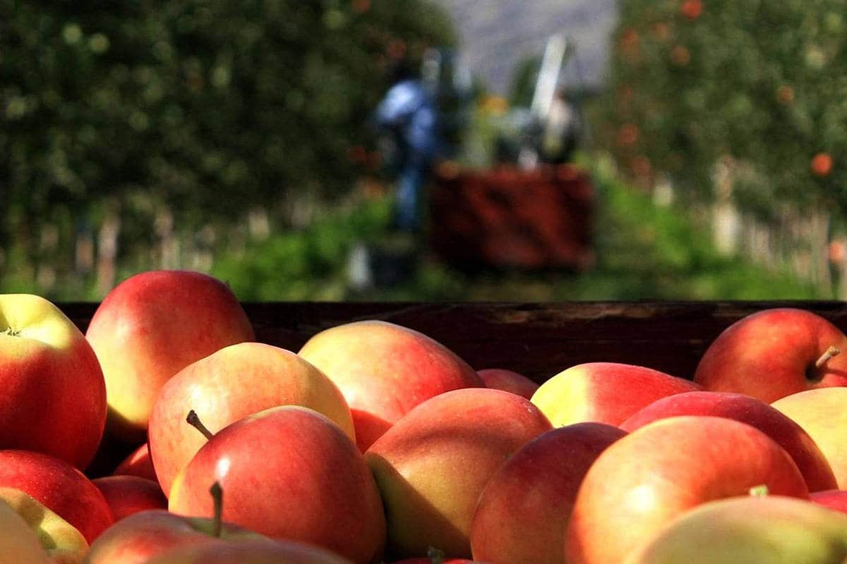  Apple Fruit Pakistan; Antioxidant Source Weight Reducer Low Calorie 