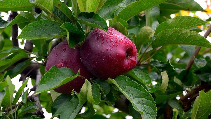  The purchase price of delicious apple + advantages and disadvantages 