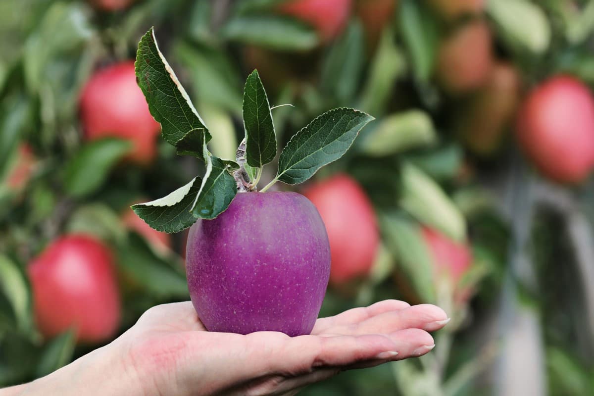  Purple Apple Fruit (Black Diamond) Thick Velvety Skin Sweet Tart Taste 