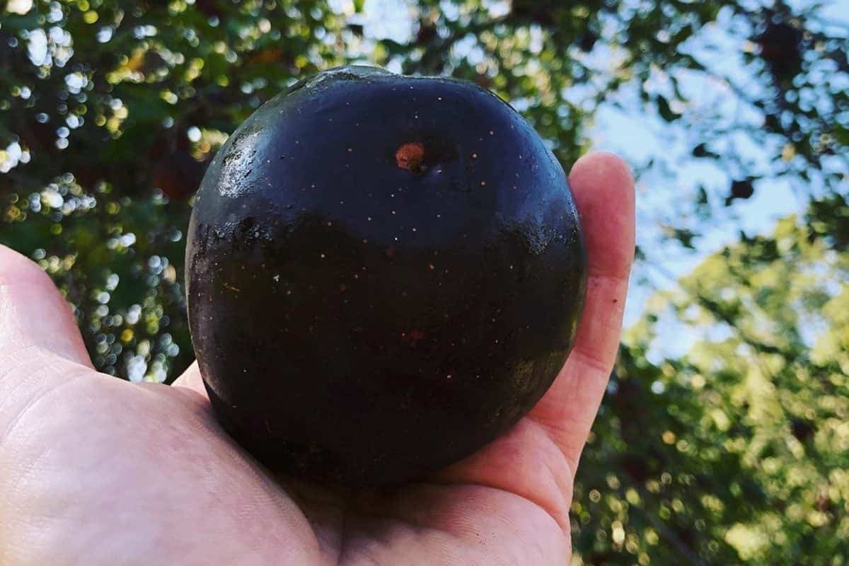  Purple Apple Fruit (Black Diamond) Thick Velvety Skin Sweet Tart Taste 