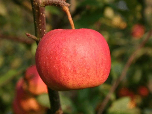  Royal Red Gala Apple + best buy price 