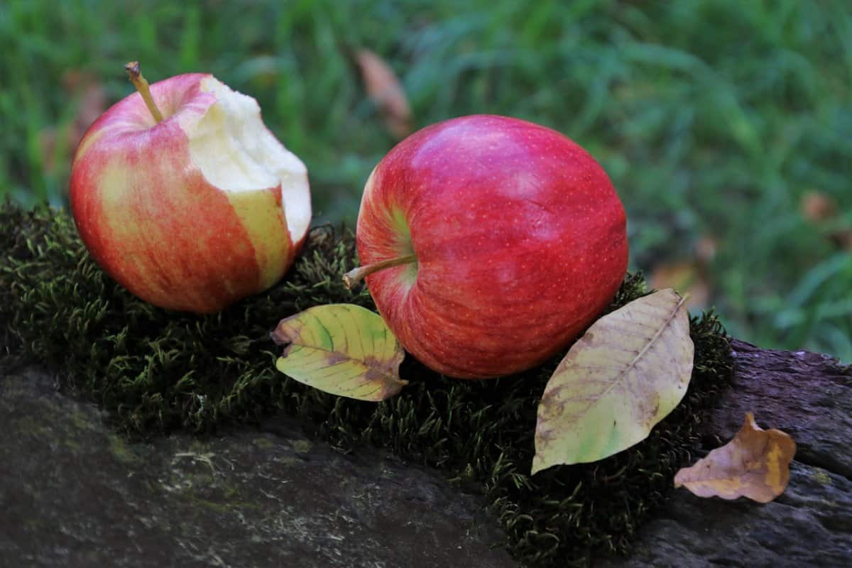  Iran red delicious apple | Buy at a cheap price 