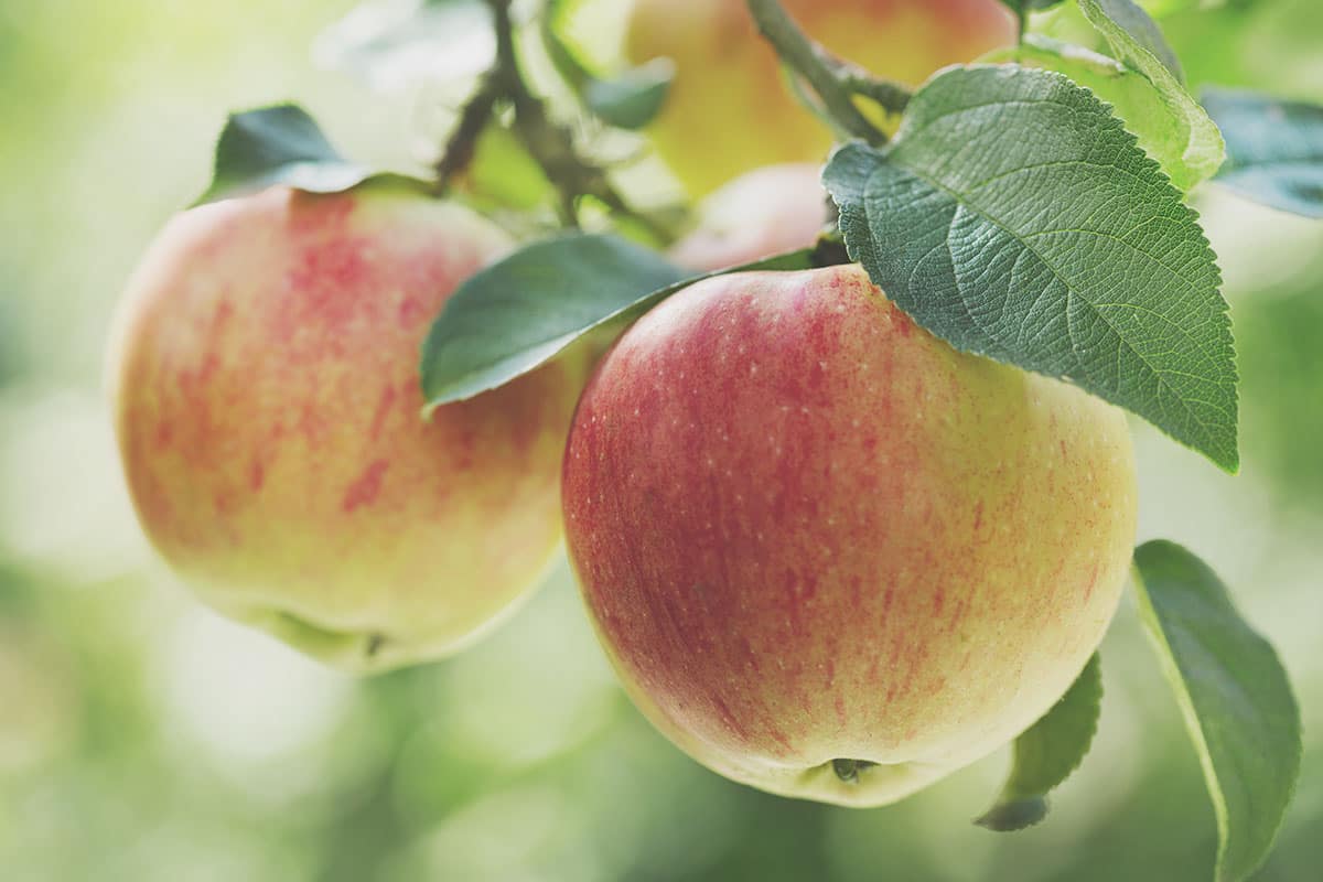  Apple Fruit in Himachal Pradesh; Sweet Tart Taste 3 Colors Red Green Yellow 