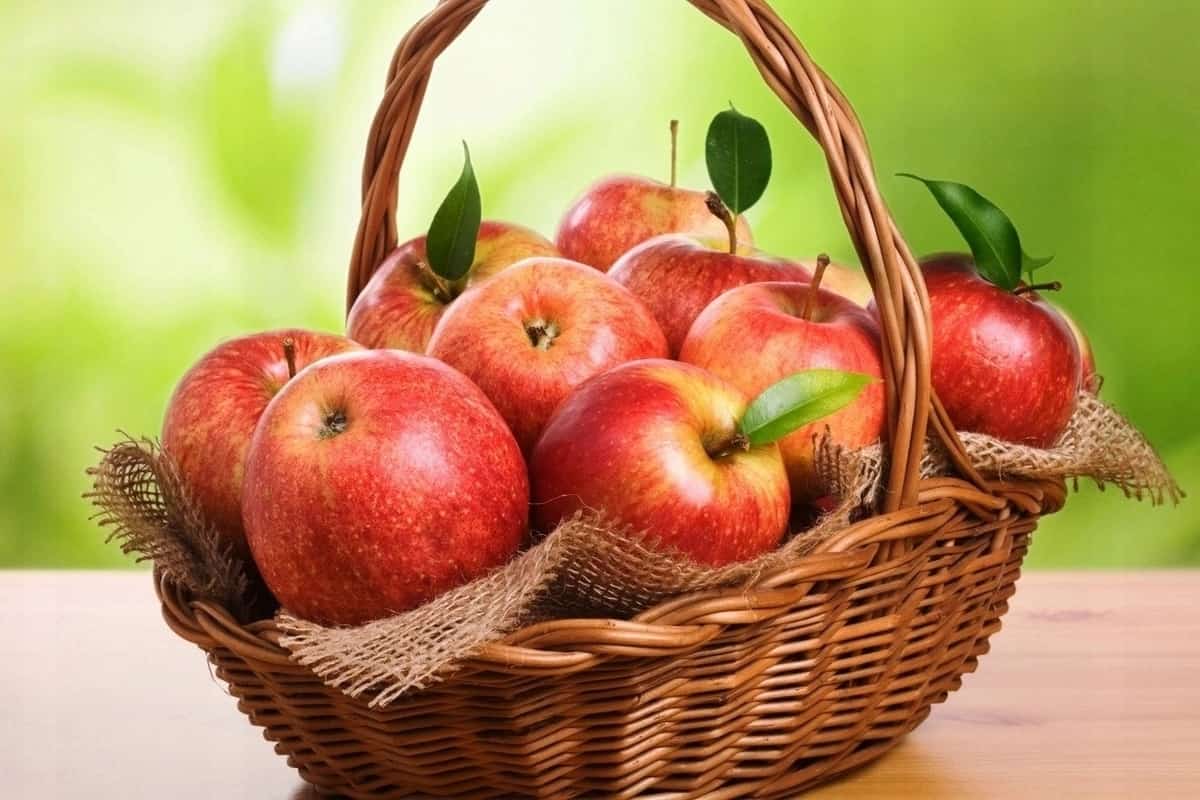  Apple Fruit in Himachal Pradesh; Sweet Tart Taste 3 Colors Red Green Yellow 