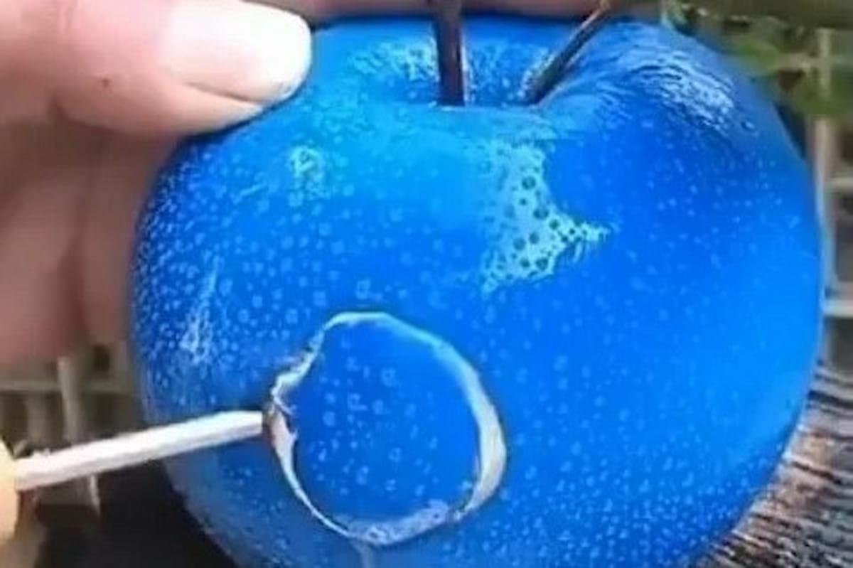  Blue Apple Fruit; Juicy Crisp Flesh Crimson Colored Outer Inside White 