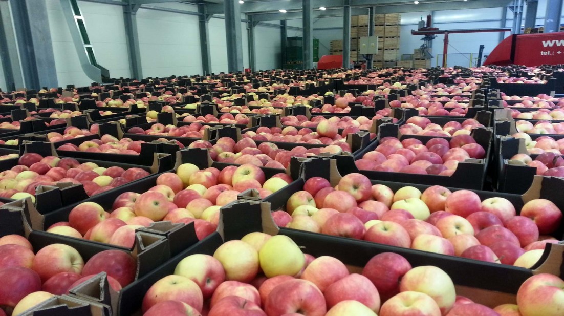 The price of Honeycrisp Apples + cheap purchase 