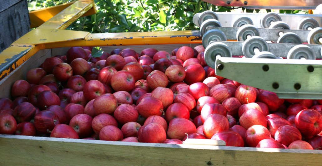  apple fruit company 2023 price list 