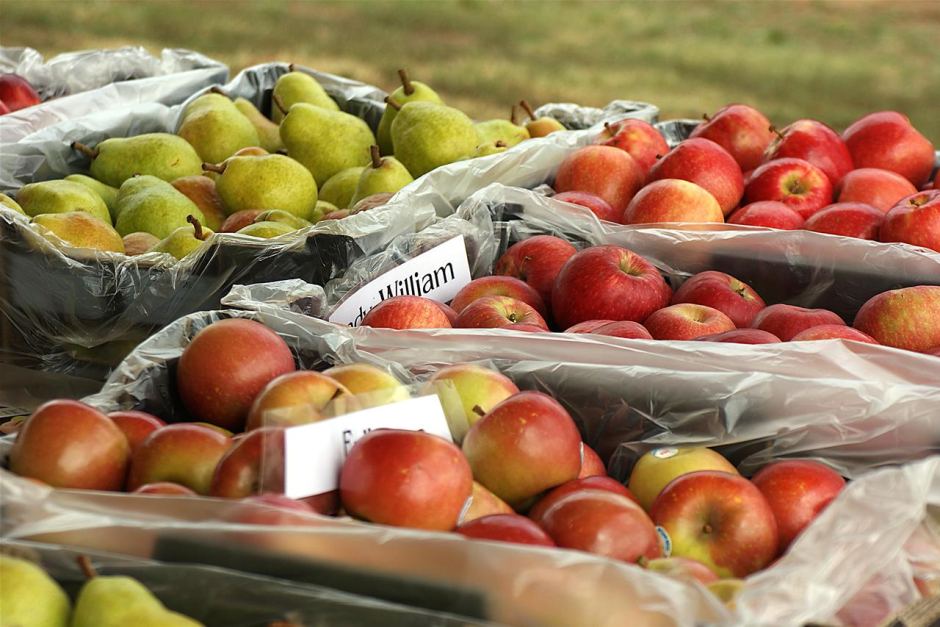  apple fruit company 2023 price list 