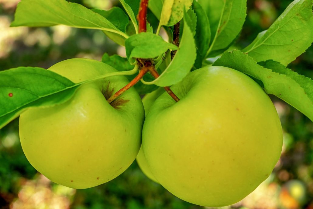  buy all kinds of apple tastes at the best price 