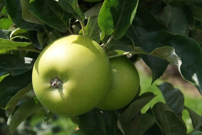  The price of granny smith + purchase of various types of granny smith 