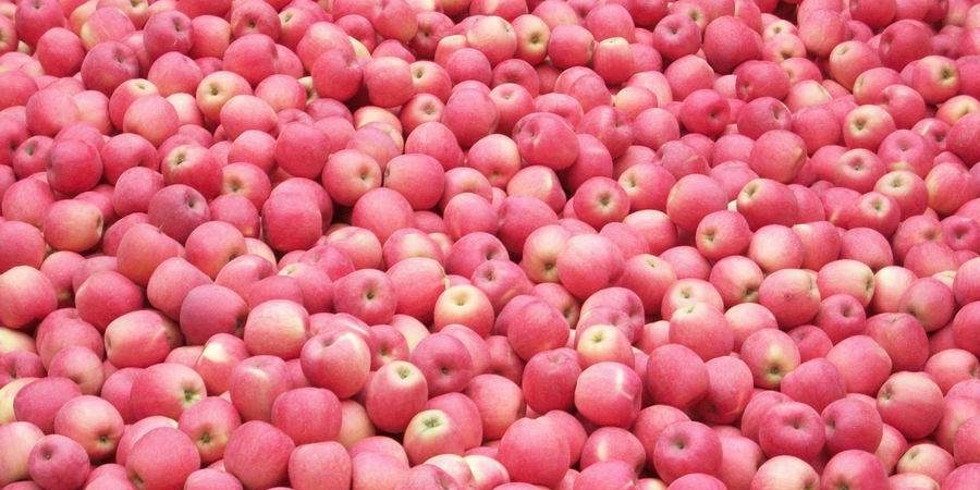  Getting to Know Fuji Apple + the Exceptional Price of Buying Fuji Apple 