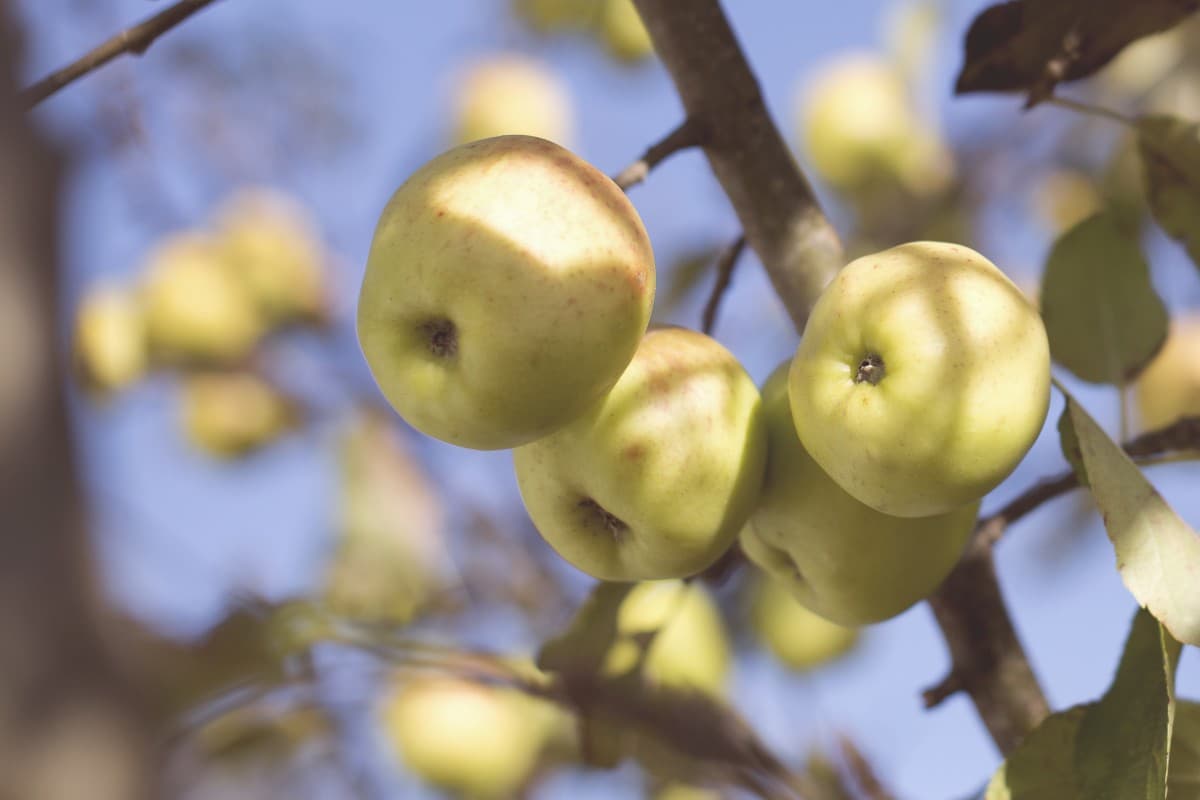  Price of Golden Apples Buying Guide + Great Price 