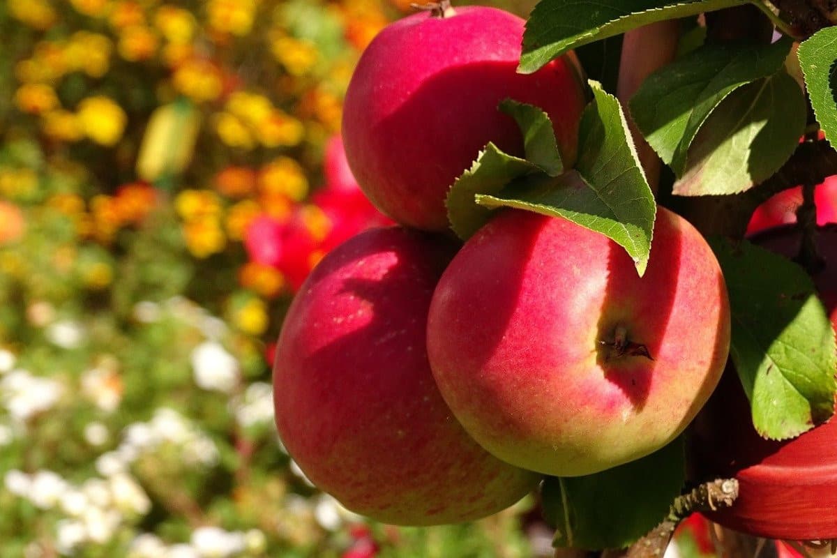  Apple Fruit 1Kg in Delhi; Antioxidants Minerals Source 3 Colors Green Yellow Red 