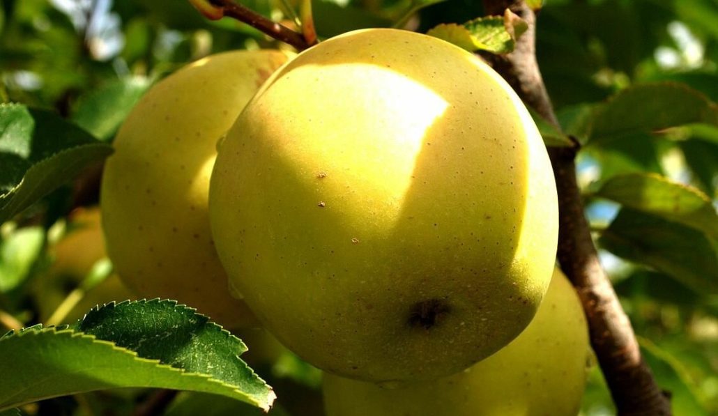  Exporters of Red Delicious Apple 