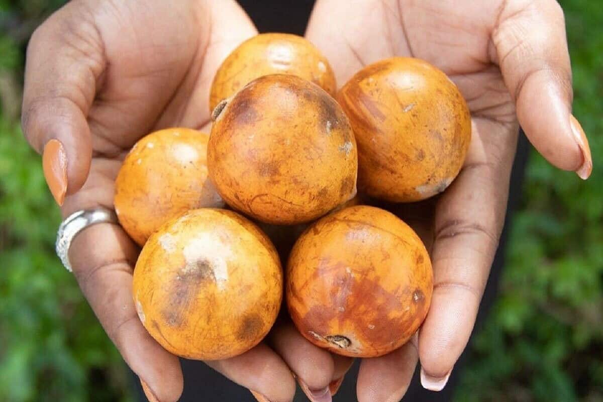  African Apple Fruit; Round Oval Shaped 4 Colors Green Purple White Yellow Glossy Skin 
