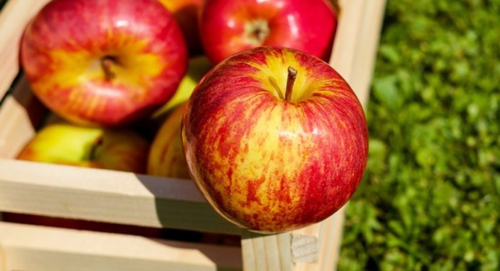  Introducing royal gala apple + the best purchase price 