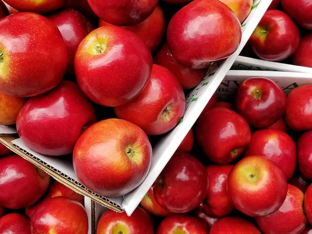  Introducing royal gala apple + the best purchase price 