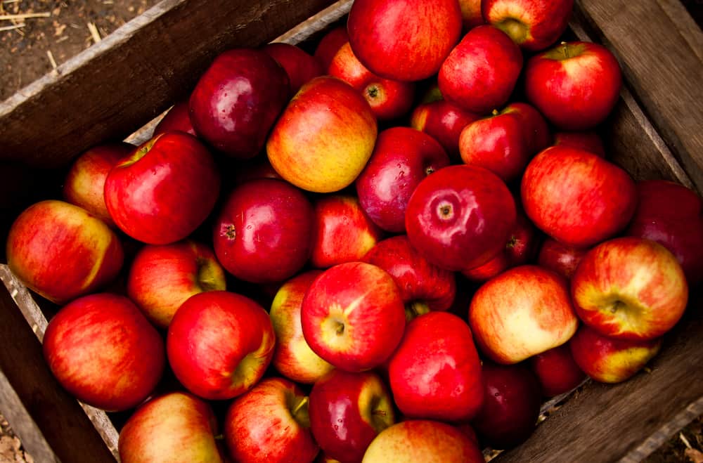  Introducing royal gala apple + the best purchase price 